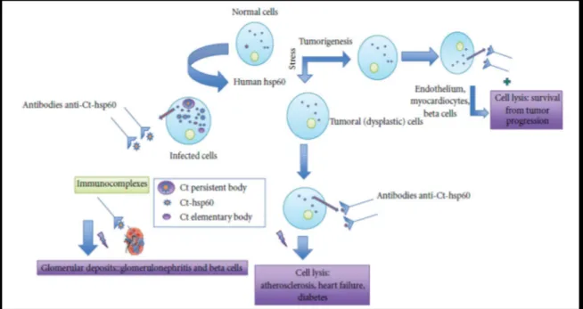 Fig. 10: Potential effects of anti-CT-Hsp60 antibodies. These antibodies recognize surface-Hsp60 onstressed 