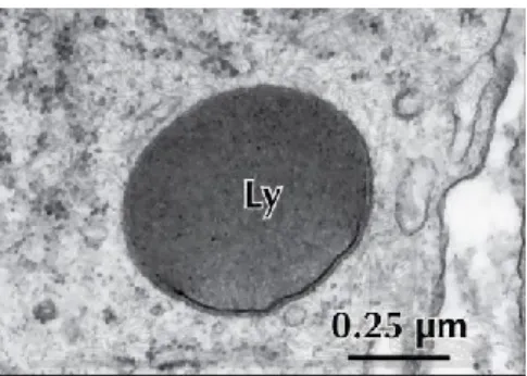 Fig. 1) Electron Micrograph of a Primary Lysosome (Ly) (image from Netter's Essential Histology) 