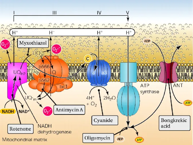 Fig. 3)  Schematic representation of mitochondrial electron transport chain  (93)