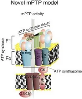 Fig. 5) Schematic representation of the different components of the mPTP complex. 