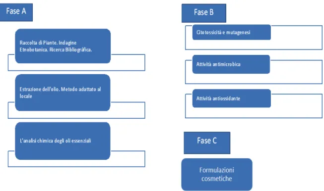 Figura 3. Fasi della Ricerca 