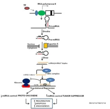 Figure 2 Schematic overview of microRNA processing and functional roles in cancer. 