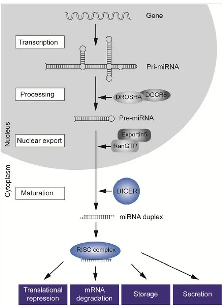 Figure 7 Biogenesis of miRNAs. miRNAs are transcribed as RNA precursor molecules (pri-miRNA), which are  processed by Drosha and its cofactor DGCR8 into short hairpin structures (pre-miRNA)