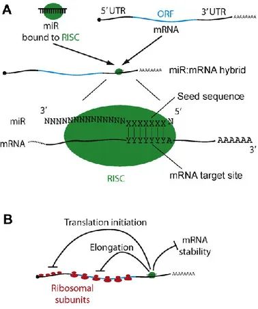 Figure 8.  Mechanisms of miR action. (A) A stereotypical miR:  mRNA hybrid. (B) Modes of miR-mediated down-regulation of gene 