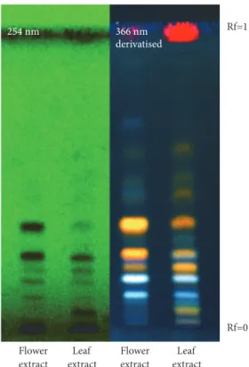 Figure 1: HPTLC of two extracts, visualized at 254 nm before derivatization and at 366 nm after derivatization