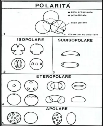 Fig. 8 - Polarità. Tetrade tetraedica in cui sono illustrate  le terminologie fondamentali di un granulo singolo