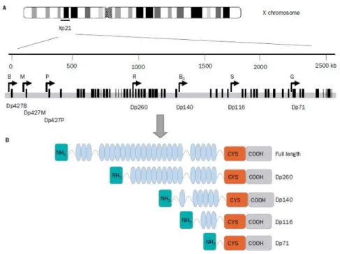 Figura 1: Il gene distrofina e le isoforme proteiche: A) Organizzazione genomica  del  gene  distrofina,  localizzato  sul  braccio  corto  del  cromosoma  X,  in  posizione  p21.1