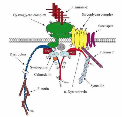 Figura 2: Il complesso “Dystrophin-Glycoprotein Complex (DGC)”. 