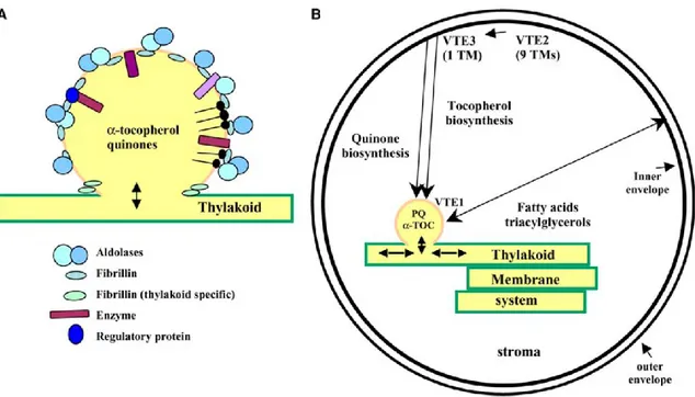 Figura 36. Rappresentazione schematica di un plastoglobulo (A) e del suo ruolo funzionale 
