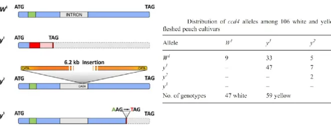 Figura 47. Schema raffigurante le tre mutazioni che hanno portato alla formazione degli alleli 