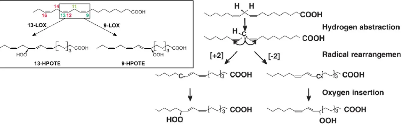 Figura 49. Meccanismo della reazione enzimatica che porta alla formazione di idroperossidi a 