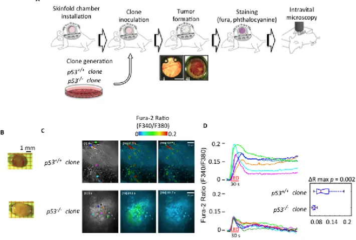 Figure 2: Intravital Ca 2+  imaging in tumor masses.  (A) Schematic representation of the skinfold chamber technique used to allow 