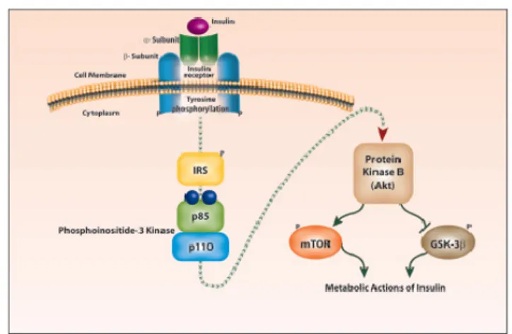 Fig.  4  Intracellular  Insulin  Signal  Transduction.  Insulin  binding  to  the  insulin  receptor  triggers  its  autophosphorylation and catalyzes the tyrosine phosphorylation of IRS1 and 2. These IRS proteins interact  with diverse signaling molecules