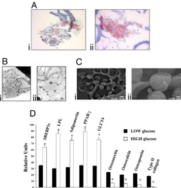 Fig. 1. Adipose-derived Stem Cells (ADSCs) cultured on Hyaff 11 sponges in LG- and HG-DMEM