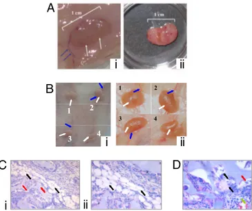Fig. 5. Macro and microscopic analyses of in vitro-differentiated adipocytes implanted in vivo