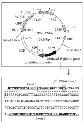 Figure 1: Map of the T9W-IVSI-6 vector showing the XcmI and ClaI restriction sites, used to cut the vector for microinjection