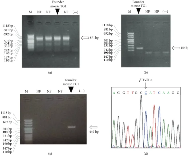 Figure 2: Identification of the founder mouse of the transgenic 