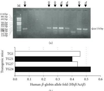 Figure 3: Identification of hemizygous mice among animals belong- belong-ing to the F1 generation