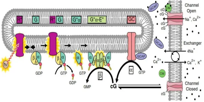 Fig. 1.7. Phototransduction cascade activation by light.  