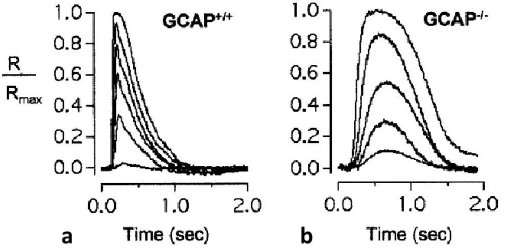 Figure 1.10. Effect of GCAP knock out on the flash response. Representative families of responses from wild-type  a, GCAPs−/− b rods to 10 ms flashes that increase in intensity in ~2-fold steps from starting values (equivalent  500 nm photons/µm2/flash) of