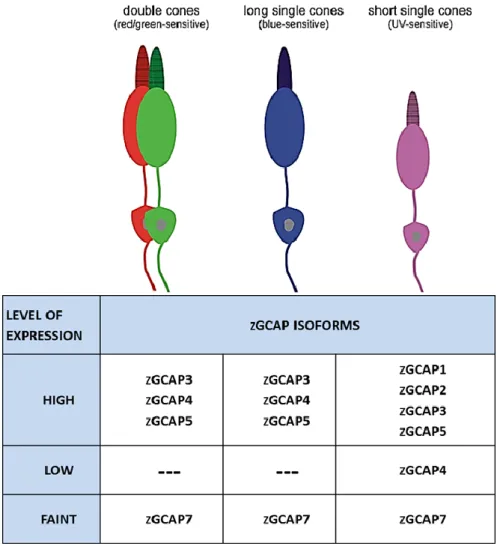 Figure 1.11. Schematic summary of zGCAP expression in different type of cones. Double cones (long-wavelength  sensitive),  long  single  cones  (short-wavelength  sensitive)  and  short  single  cones  (UV-sensitive)  are  drawn  schematically in the upper