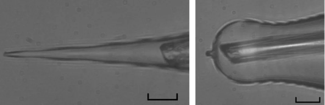 Fig. 2.6. A pulled quartz tube is positioned inside the lumen of a conventional pipette as close as possible to its tip  (left); the same tube is inserted in a pressure polished pipette (right)