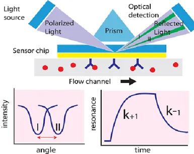 Fig. 2.9. Surface plasmon resonance (SPR) detects changes in the refractive index in the immediate vicinity of the  surface layer of a sensor chip