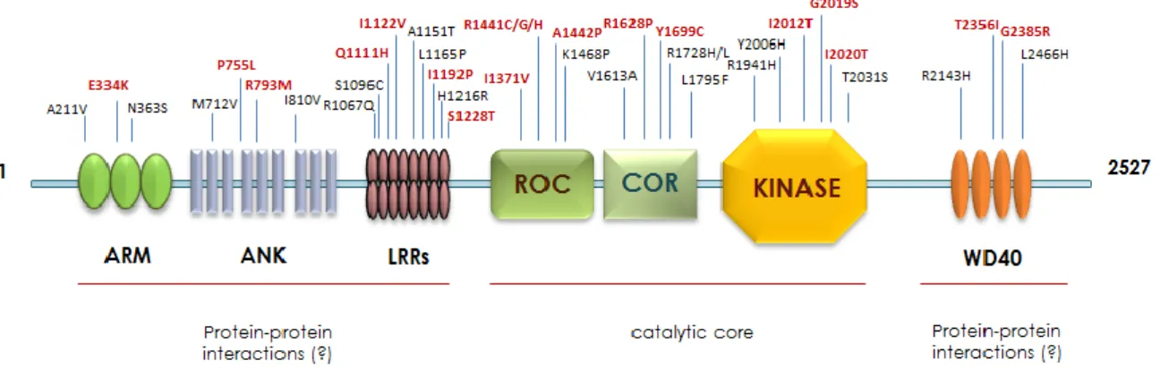 Fig.  2.  Distribution  of  the  PD-related  substitutions  in  relation  to  the  functional  domains  of  LRRK2