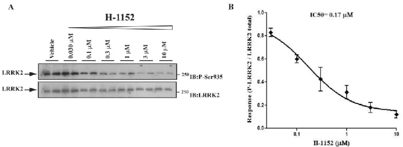 Fig. 9. Blots from lysates of NIH3T3 cells (A) exposed to vehicle or increasing concentrations of H-1152 (0.03–10 μM) 
