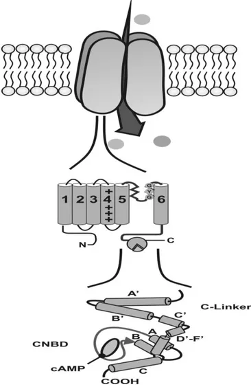 Figura 1: Struttura dei canali HCN (Tratta da C. Wahl-Schott and M. Biel ;  Cellular and Molecular Life Sciences 66 (2009)  470 – 494)