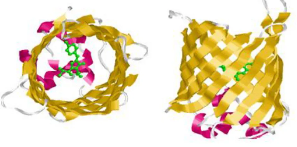 Figura  6:  Struttura  della  proteina  reporter  GFP.  In  giallo  le  catene  β,  in  rosa  le  α-eliche,  al  centro  in  verde  il  tripeptide  cromoforo serina-tirosina-glicina