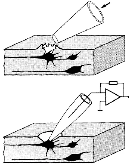 Figura 12: Esposizione della cellula di interesse grazie all’operazione di cleaning. 
