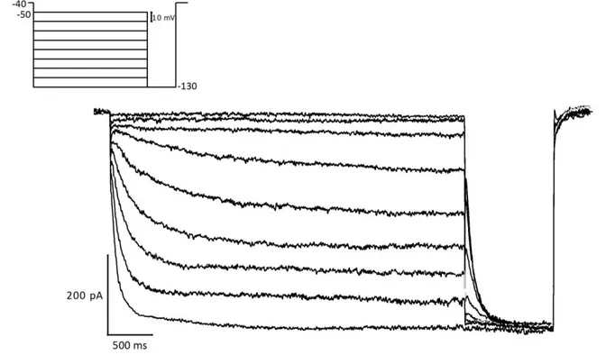 Figura 15: Registrazione in condizione di voltage-clamp in risposta ad un protocollo a doppio impulso (in alto a sinistra).