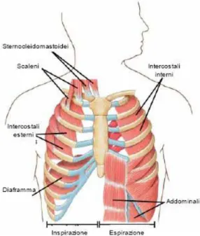 Figura 3.1: i muscoli della respirazione. 