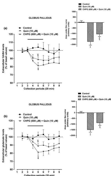 Fig. 6 Effects of intrastriatal perfusion with quinpirole (Quin) alone and in combination with CHPG on GABA (a) and glutamate (b) levels from the ipsilateral external globus pallidus of awake rats