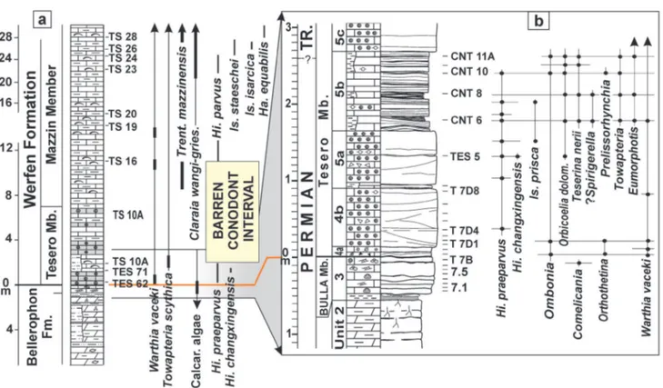 Fig. 9 - Stratigraphic columns of the Tesero section. a) Lithostratigraphy, mollusc and brachiopod biostratigraphy after Beretta et al