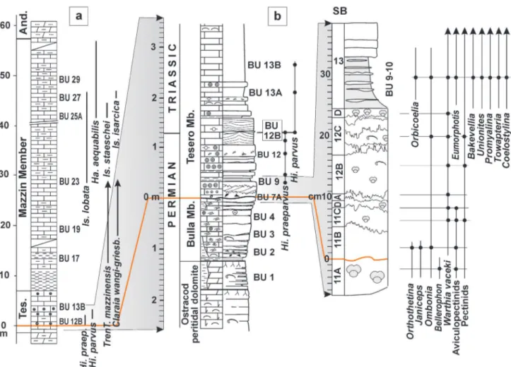 Fig. 4 - Stratigraphic columns of the Bulla section. a) Conodont biostratigraphy after Perri &amp; Farabegoli (2003); lithostratigraphy, mollusc  and brachiopod biostratigraphy after Farabegoli et al