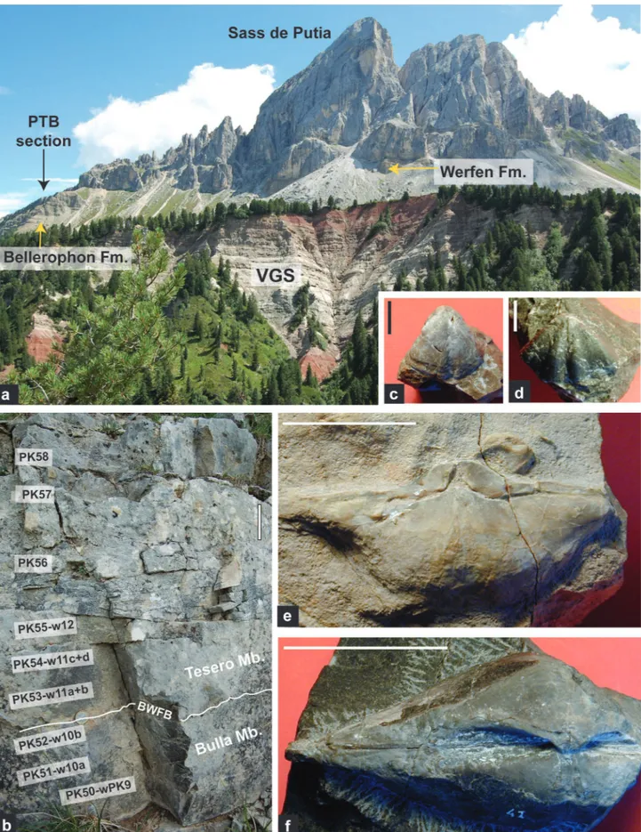 Fig. 5 - a) The Sass de Putia outcrops seen from the Passo delle Erbe. b) Detail of the formational boundary in the section (PK) studied by Broglio  Loriga et al