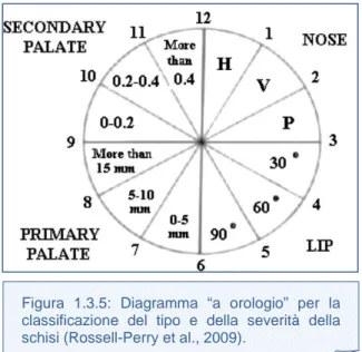 Figura  1.3.5:  Diagramma  “a  orologio”  per  la  classificazione  del  tipo  e  della  severità  della  schisi (Rossell-Perry et al., 2009)