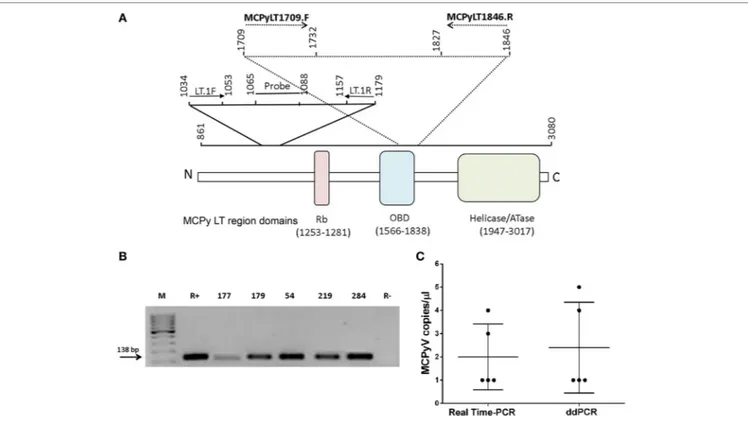 FigUre 1 | Merkel cell polyomavirus (MCPyV) DNA sequences in blood donor serum samples