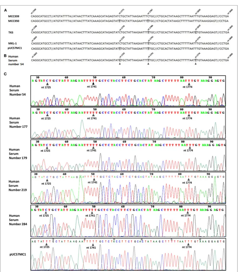 FigUre 2 | Merkel cell polyomavirus (MCPyV) sequence analysis. (a) MCPyV large T antigen (LT) sequences alignment of four MCPyV genotypes, Merkel cell  carcinomas (MCC)339 (GenBank, accession number EU375804.1), MCC350 (GenBank, accession number EU375803.1