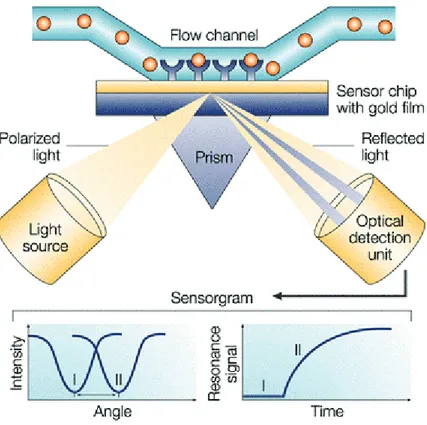 Figure 6. Surface plasmon resonance (SPR) detects changes in the refractive index in the  immediate vicinity of the surface layer of a sensor chip