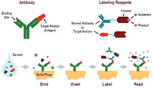 Figure 2. Illustration of the different steps in the ELISA assay. 