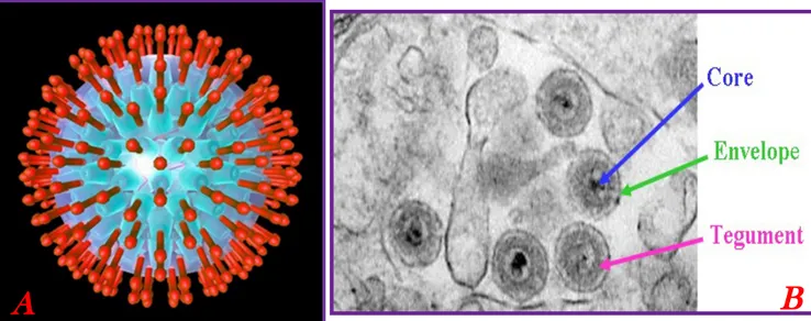 Figure 6. A) Schematic representation of HHV6. B) Electron microscope photograph of HHV6 virions in  infected  lymphoid cells