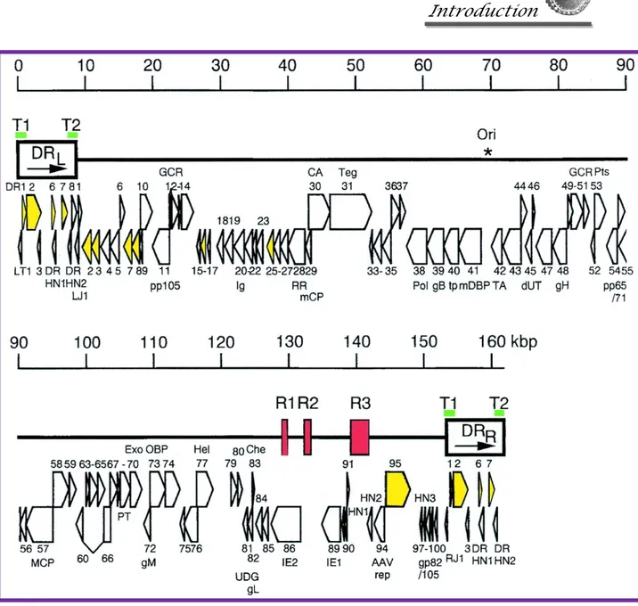 Figure 7. Genomic organization of HHV6. The asterisk indicates the start of lytic genomic replication