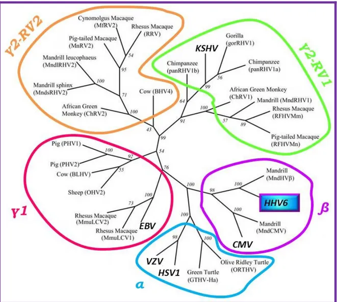 Figure 1. Phylogenetic tree of Herpesviridae.