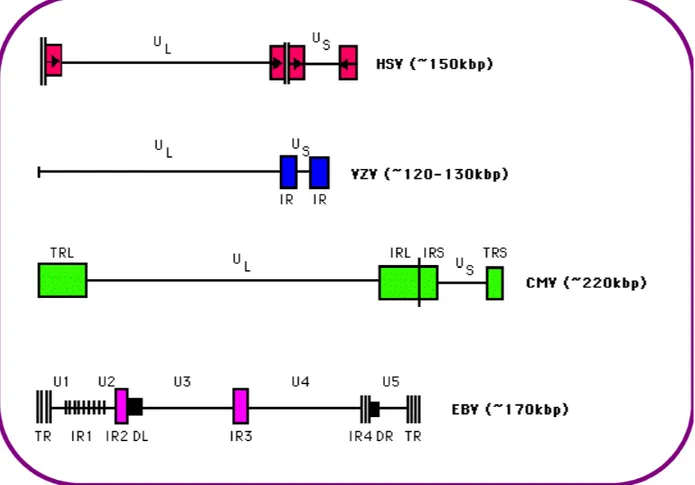 Figure 3. Genomic organization of human herpesviruses.