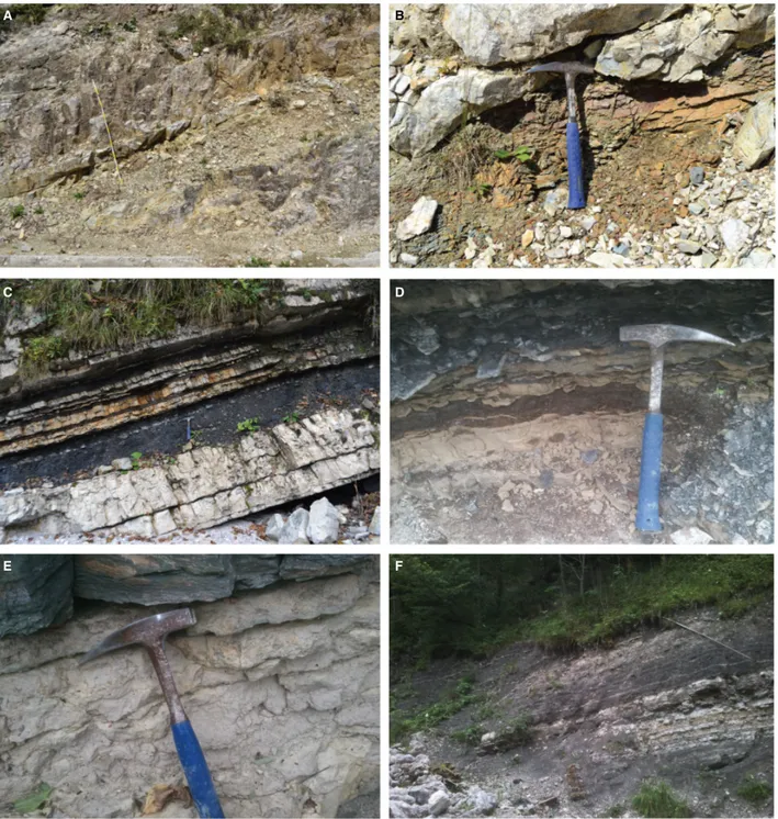 Fig. 10. Macrofacies from the upper Tuvalian inner platform to coastal mudflat system (FA10 and FA11)