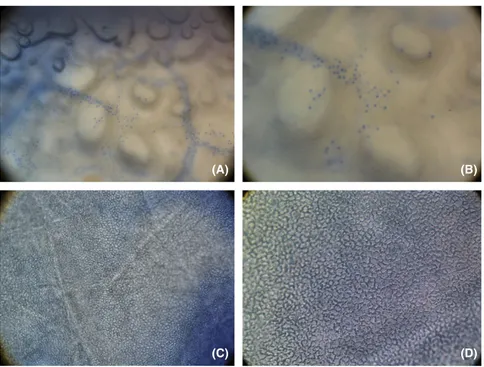 Fig. 2. Trypan blue staining on the endothelial cells post-bubble preparation. (A) Air bubble, 50 9 – only the trypan blue positive staining was observed; (B) air bubble, 1009 – the scattered mortality was observed at higher magniﬁcation; (C) liquid bubble
