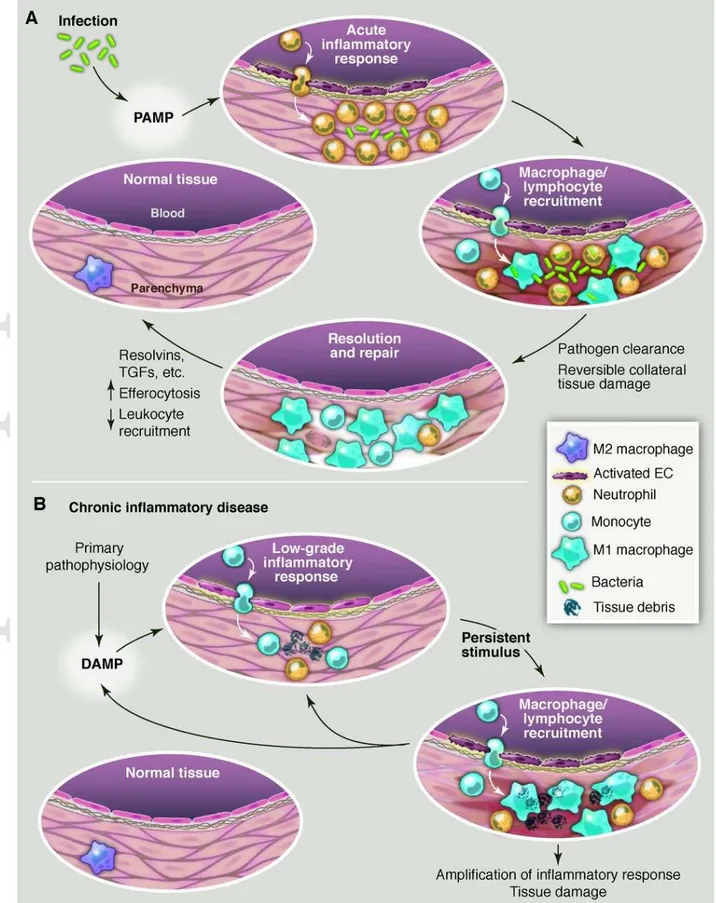 Figure 3. Evolution of resolving versus nonresolving inflammation at a cellular level